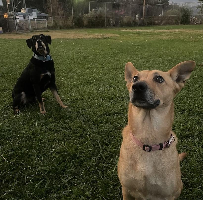 Victor's two dogs sitting on the grass at a park in Las Cruces